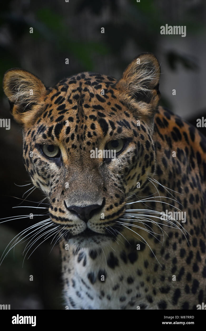 Faccia a faccia close up ritratto di leopardo persiano (Panthera pardus saxicolor) guardando la fotocamera a basso angolo di visione Foto Stock