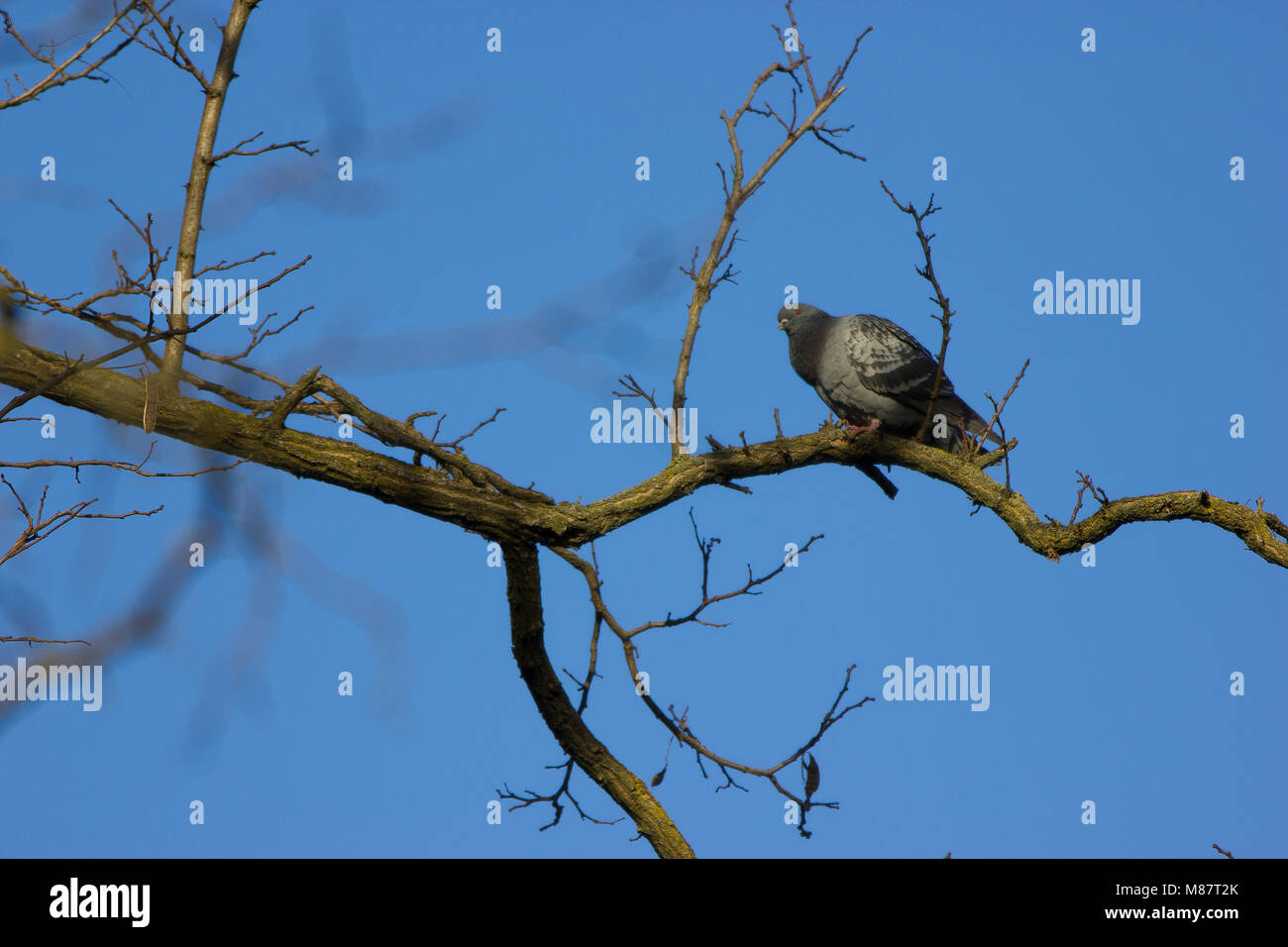 Un quadro interessante di un piccione in appoggio su un ramo contro un cielo blu Foto Stock