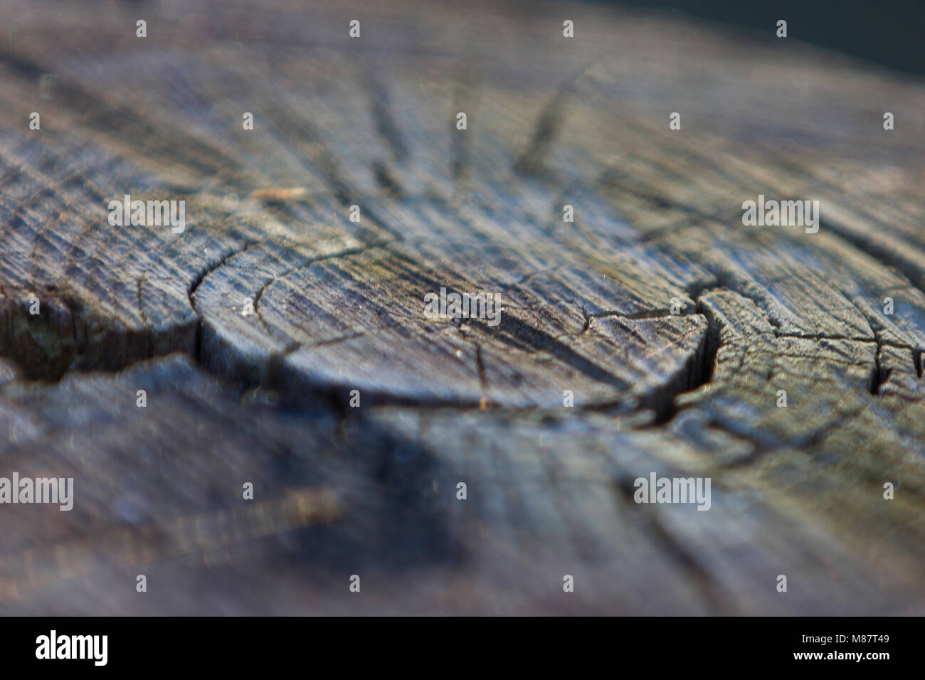 Anelli albero dettaglio Foto Stock