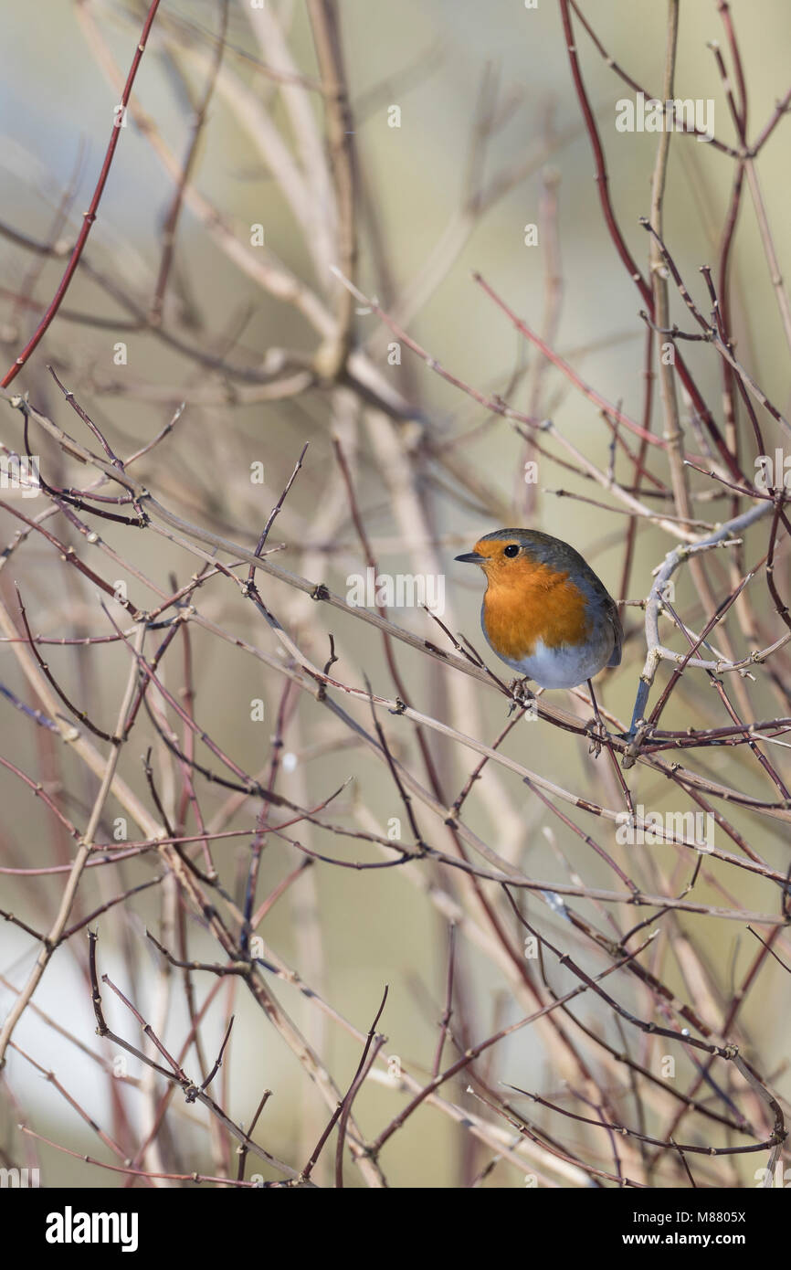 Rotkehlchen, Erithacus rubecula, robin, Europeo robin, pettirosso, Le Rouge-gorge familier Foto Stock