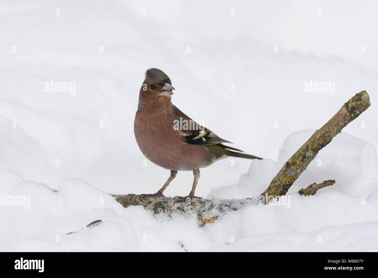 Buchfink, Buch-Fink, Männchen im Winter bei Schnee, Fringilla coelebs, fringuello, comune fringuello, maschio, Le Pinson des arbres Foto Stock