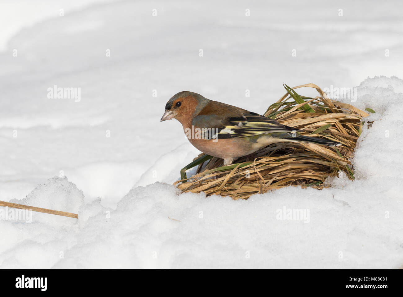 Buchfink, Buch-Fink, Männchen im Winter bei Schnee, Fringilla coelebs, fringuello, comune fringuello, maschio, Le Pinson des arbres Foto Stock