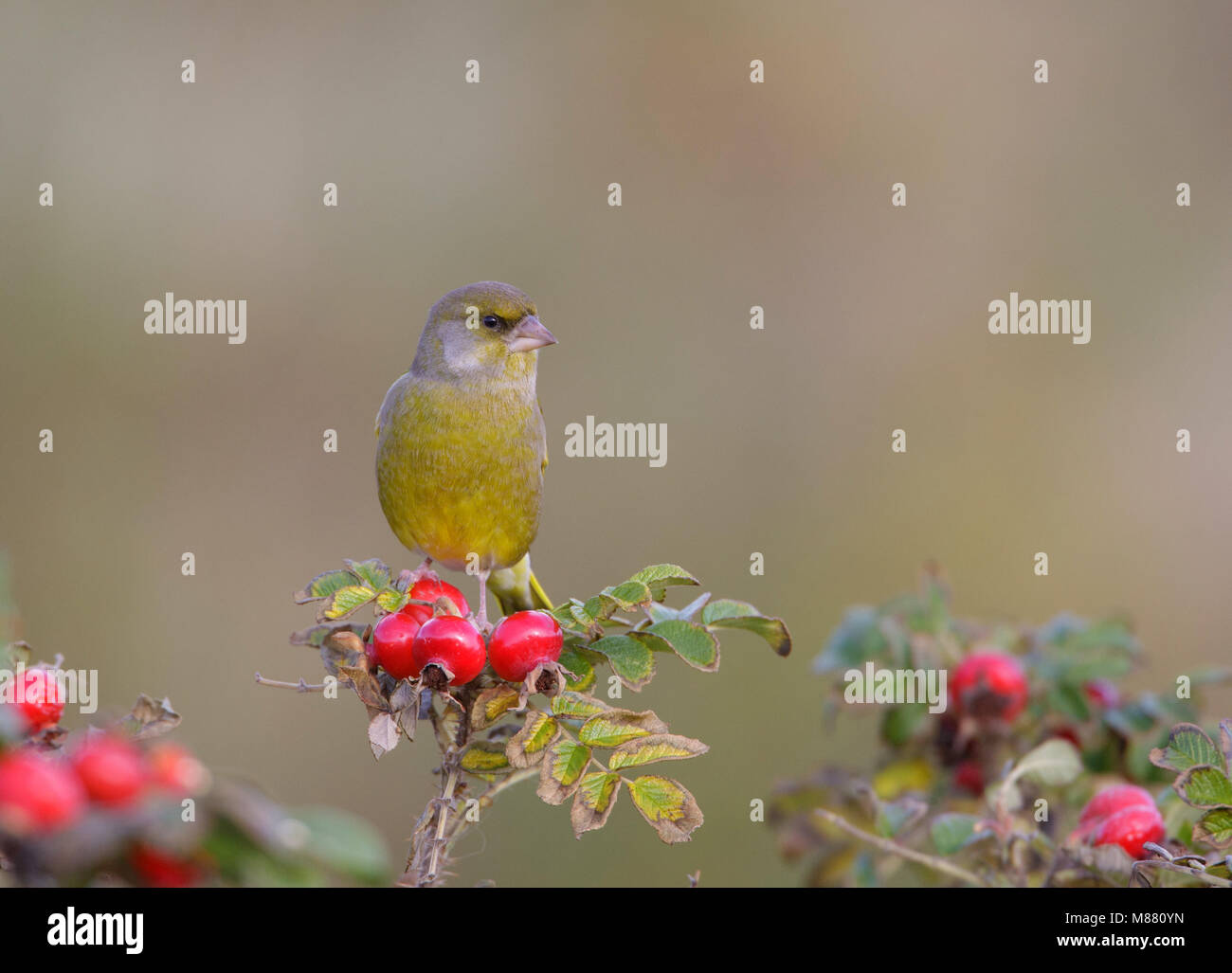 Groenling, Europeo verdone, Chloris chloris Foto Stock