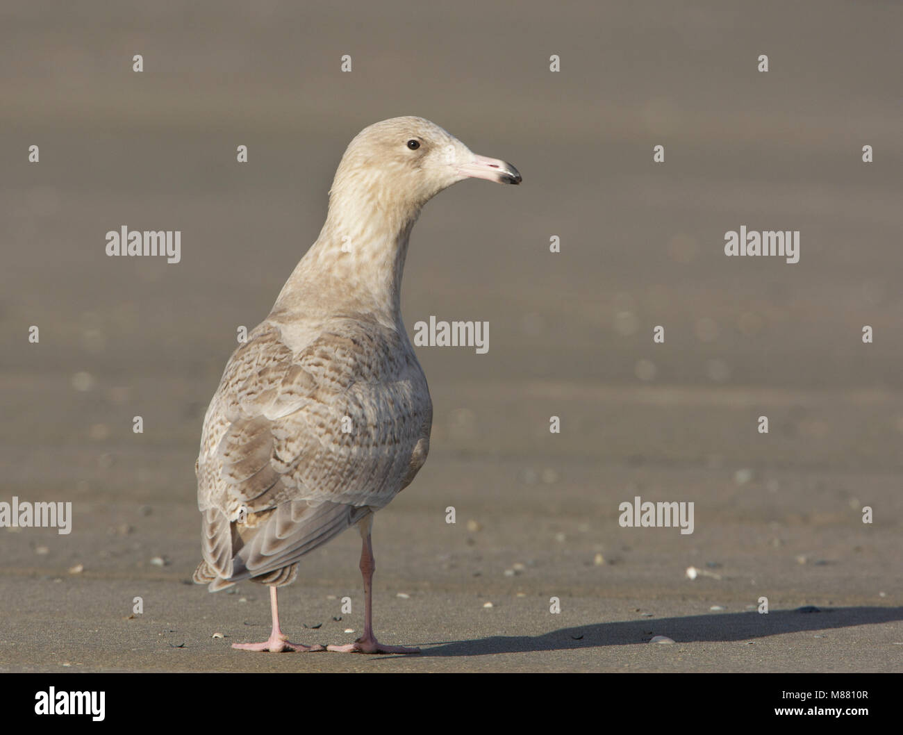 Grote Burgemeester; Glaucous Gull; Larus hyperboreus Foto Stock