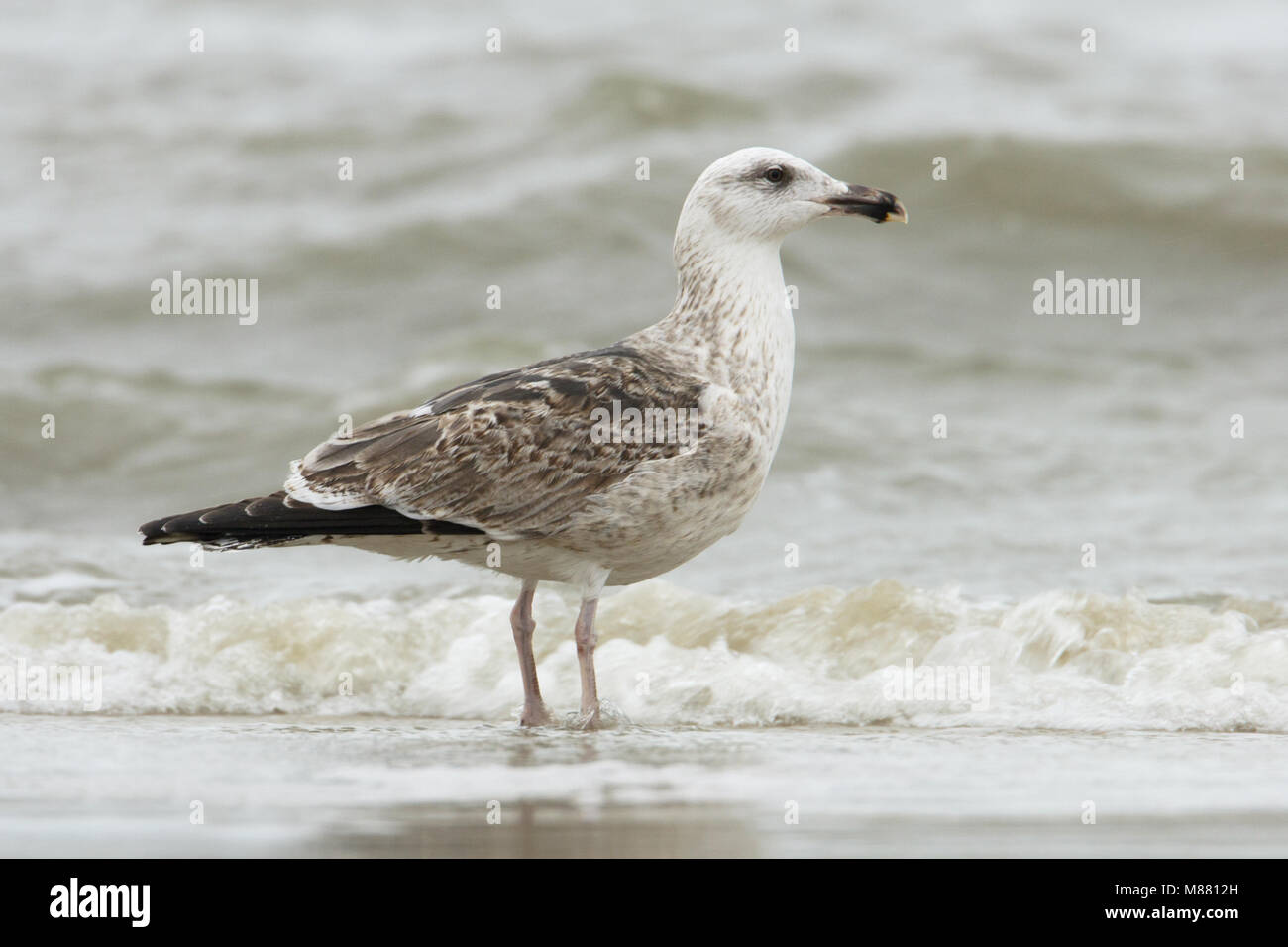 Grote Mantelmeeuw, grande nero-backed Gull, Larus marinus Foto Stock