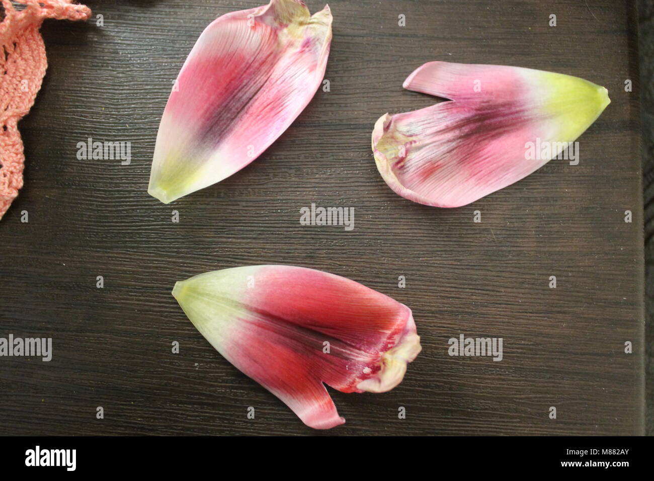 Splendido colore rosa tulipani in fiore simbolo dell amore e della molla Foto Stock