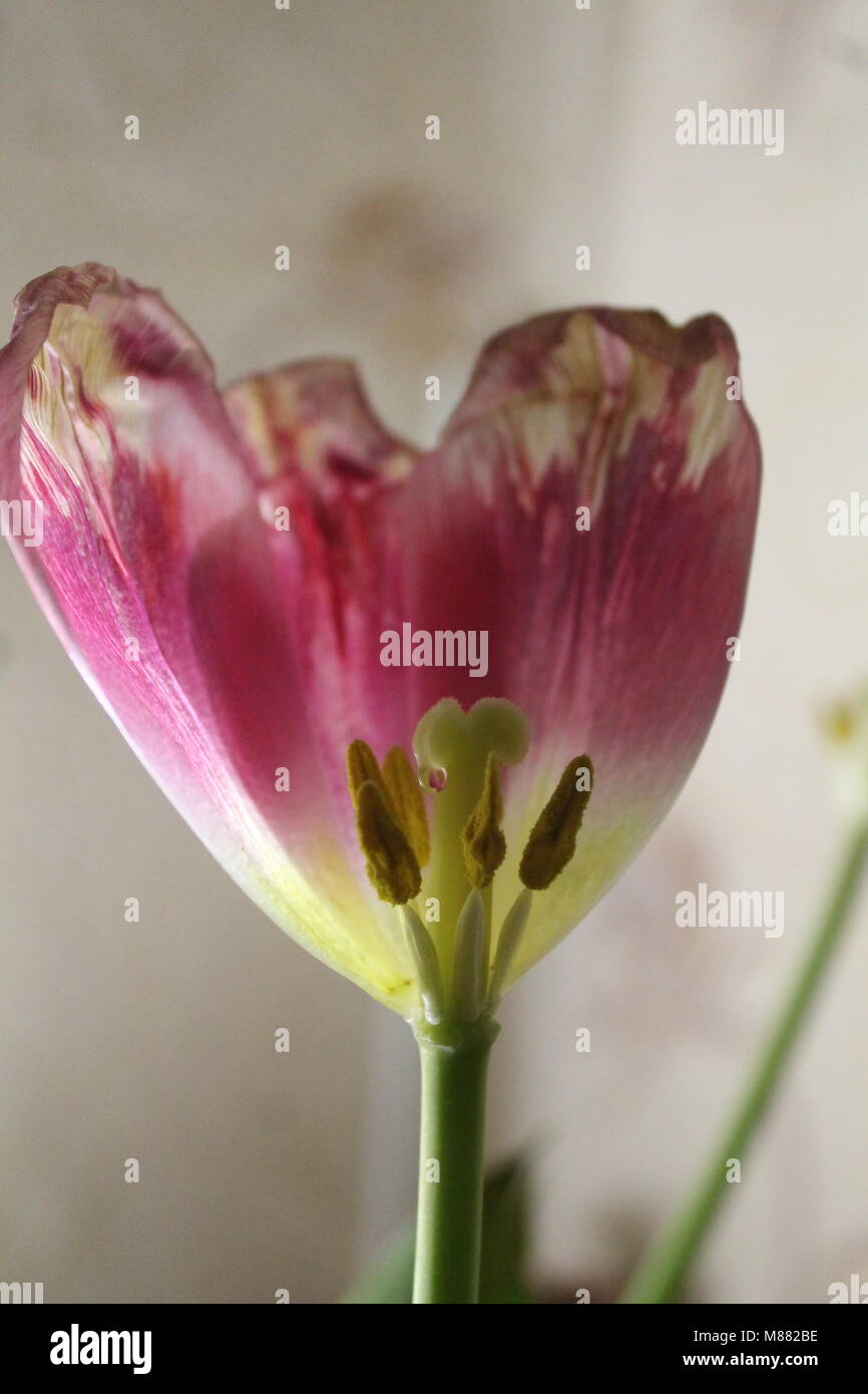 Splendido colore rosa tulipani in fiore simbolo dell amore e della molla Foto Stock