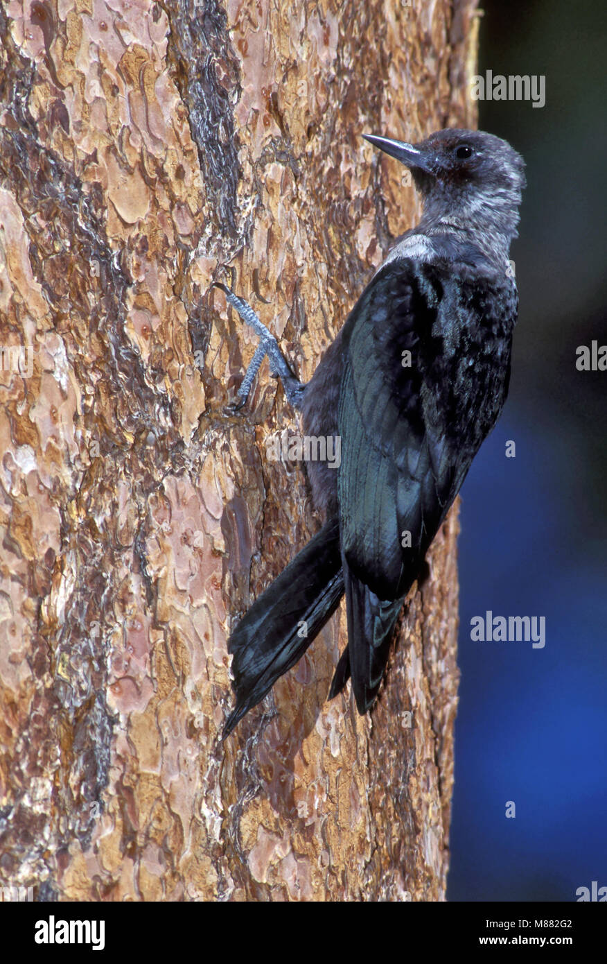 Immagine di uccelli da Brian E. piccola Foto Stock