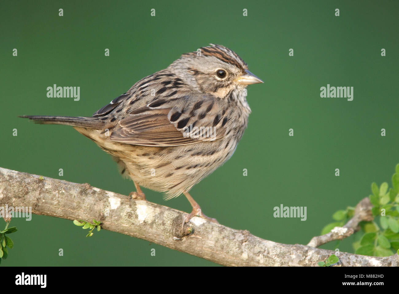 Lincolns Volwassen Gors, adulto del Lincoln Sparrow Foto Stock