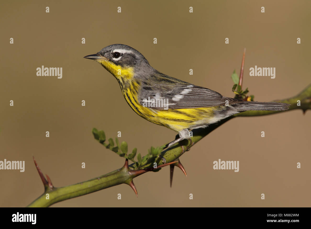 Immagine di uccelli da Brian E. piccola Foto Stock