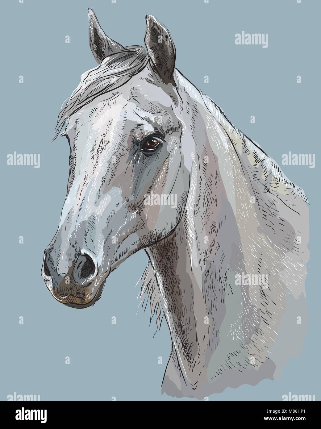 Ritratto colorato di bianco Arabian Horse. Testa di cavallo con lunga criniera in profilo vettore isolato del disegno a mano illustrazione su blu-grigio Illustrazione Vettoriale