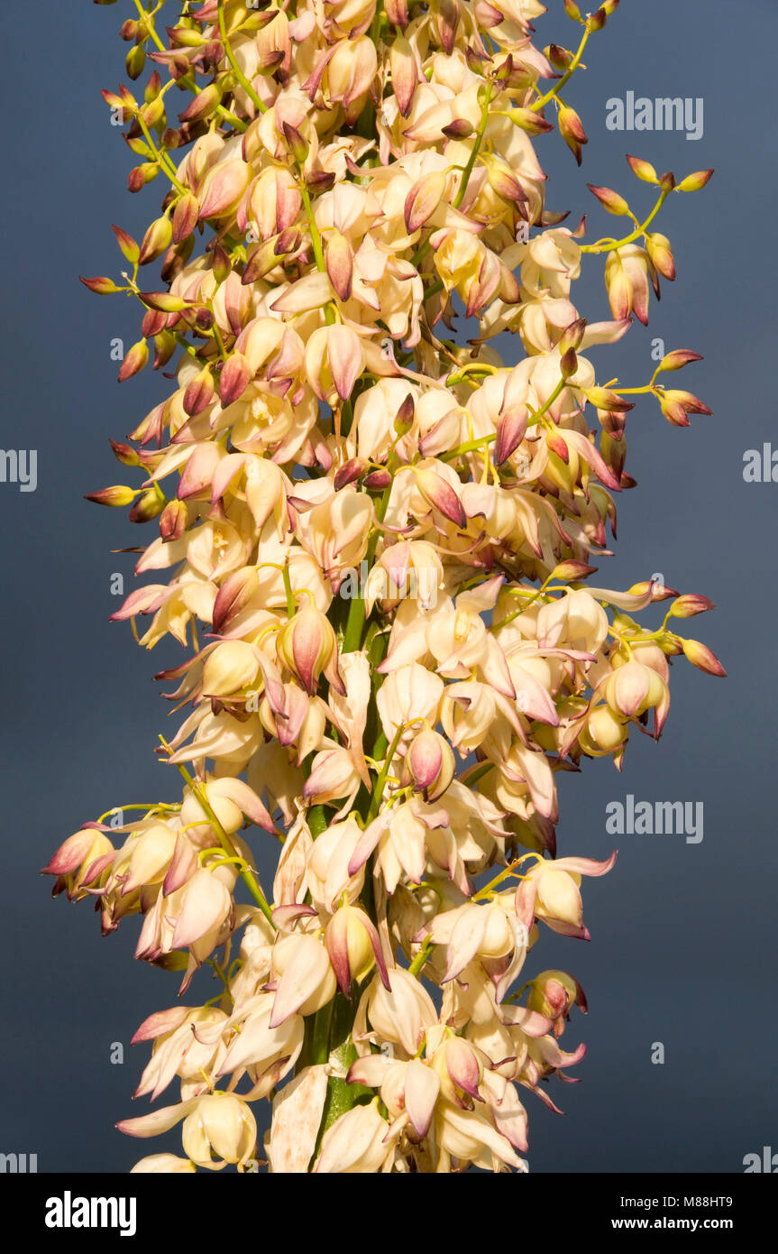 La Yucca, Pine Creek Wilderness, Cleveland National Forest, California Foto Stock