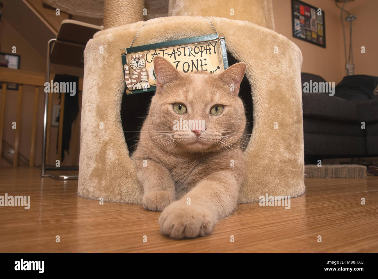 Montreal, Canada,15,Marzo,2018. Close-up di un gatto di casa di riposo in suo cat-house.Credit:Mario Beauregard/Alamy Live News Foto Stock