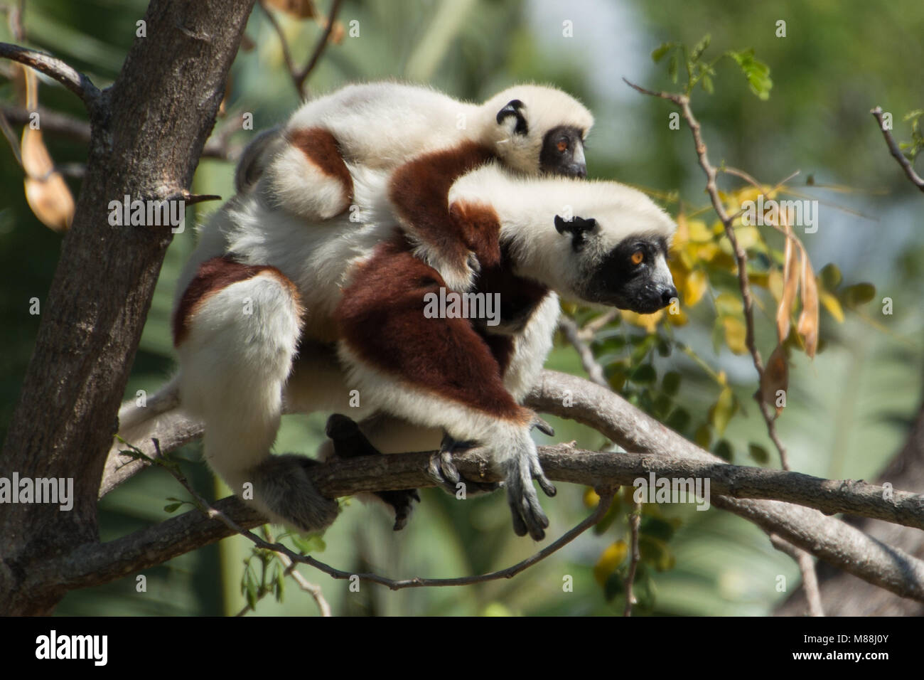 Un Coquerel il sifaka (Propithecus coquereli) genitore con un bambino sulla schiena prepararsi al viaggio attraverso una foresta in Madagascar Foto Stock