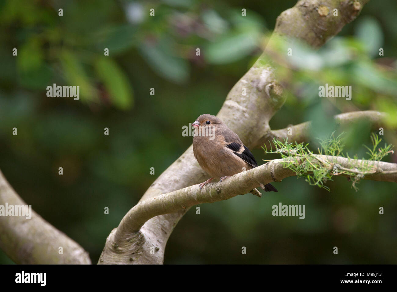 Bullfinch, Pyrrhula pyrrhula, singola alimentazione giovanile sui frutti di Amelanchier canadensis. Worcestershire, Regno Unito. Foto Stock