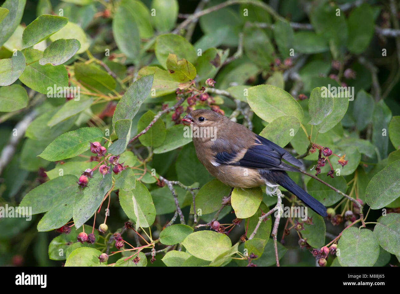 Bullfinch, Pyrrhula pyrrhula, singola alimentazione giovanile sui frutti di Amelanchier canadensis. Worcestershire, Regno Unito. Foto Stock