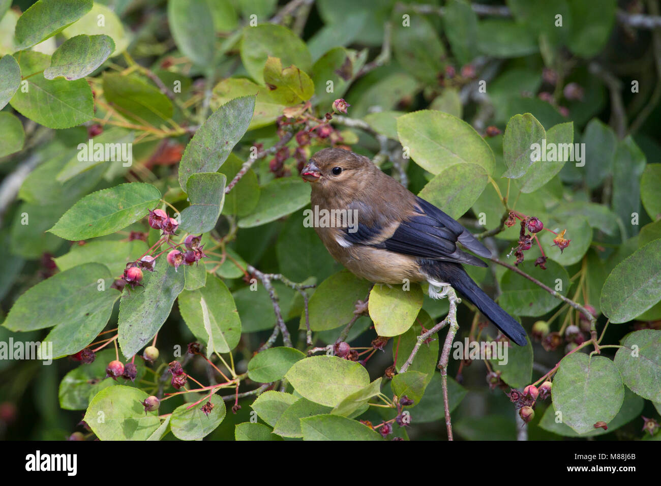 Bullfinch, Pyrrhula pyrrhula, singola alimentazione giovanile sui frutti di Amelanchier canadensis. Worcestershire, Regno Unito. Foto Stock