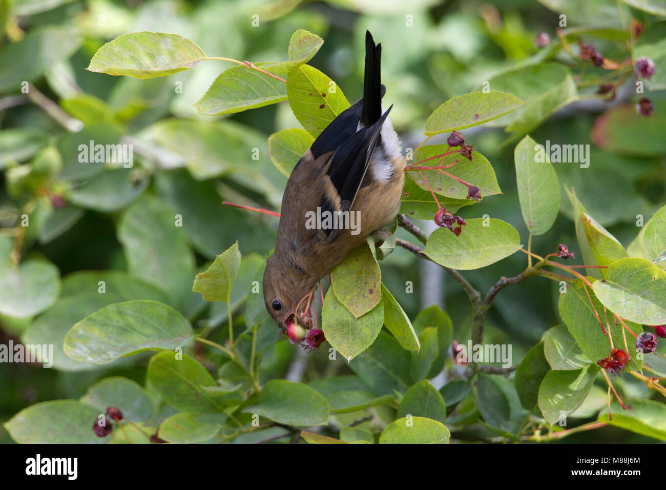 Bullfinch, Pyrrhula pyrrhula, singola alimentazione giovanile sui frutti di Amelanchier canadensis. Worcestershire, Regno Unito. Foto Stock