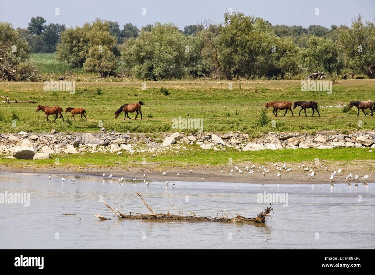 Cavalli al pascolo sulle rive del Danubio nella sua regione di Delta Foto Stock