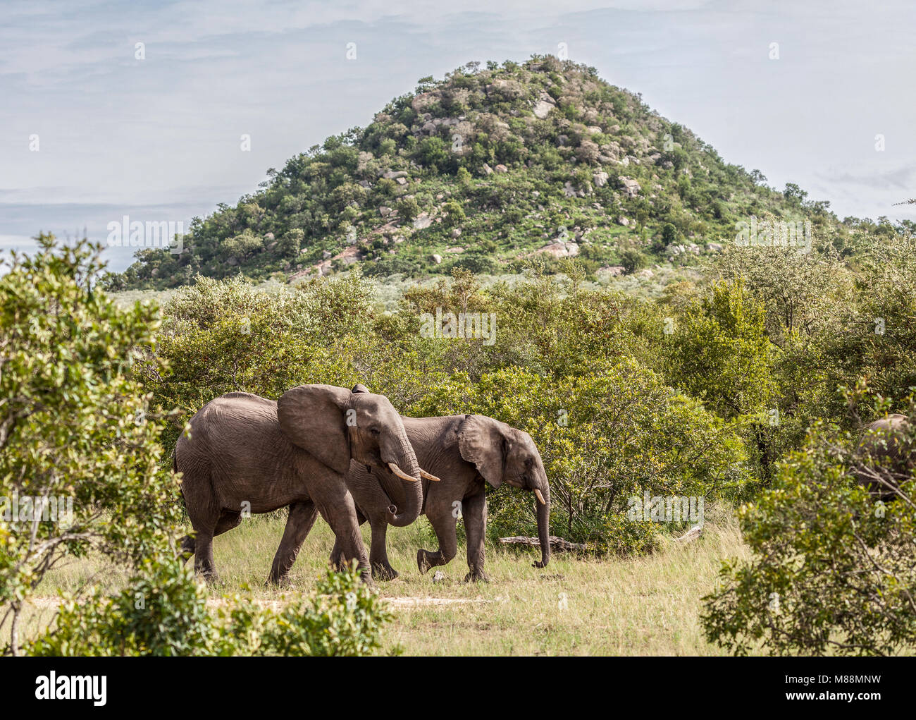 Due elefanti africani, Loxodonta africana, passeggiate nella macchia sotto un koppie nel Parco Nazionale di Kruger, Sud Africa Foto Stock