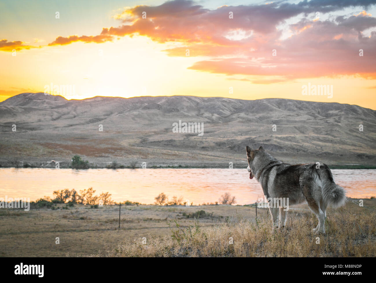 Malamute Cane è guardare il tramonto sulla banca del fiume Ili. Regione di Almaty, Kazakhstan. Foto Stock