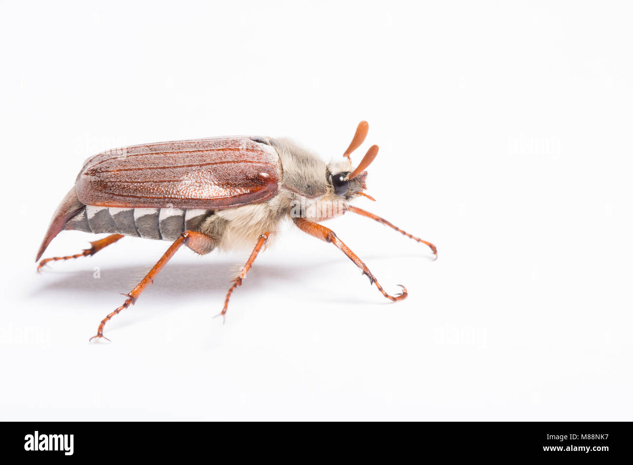 Un coleottero Cockchafer, Melolontha melolontha, che era attratta da luci di casa. Studio immagine su uno sfondo bianco, North Dorset England Regno Unito GB Foto Stock