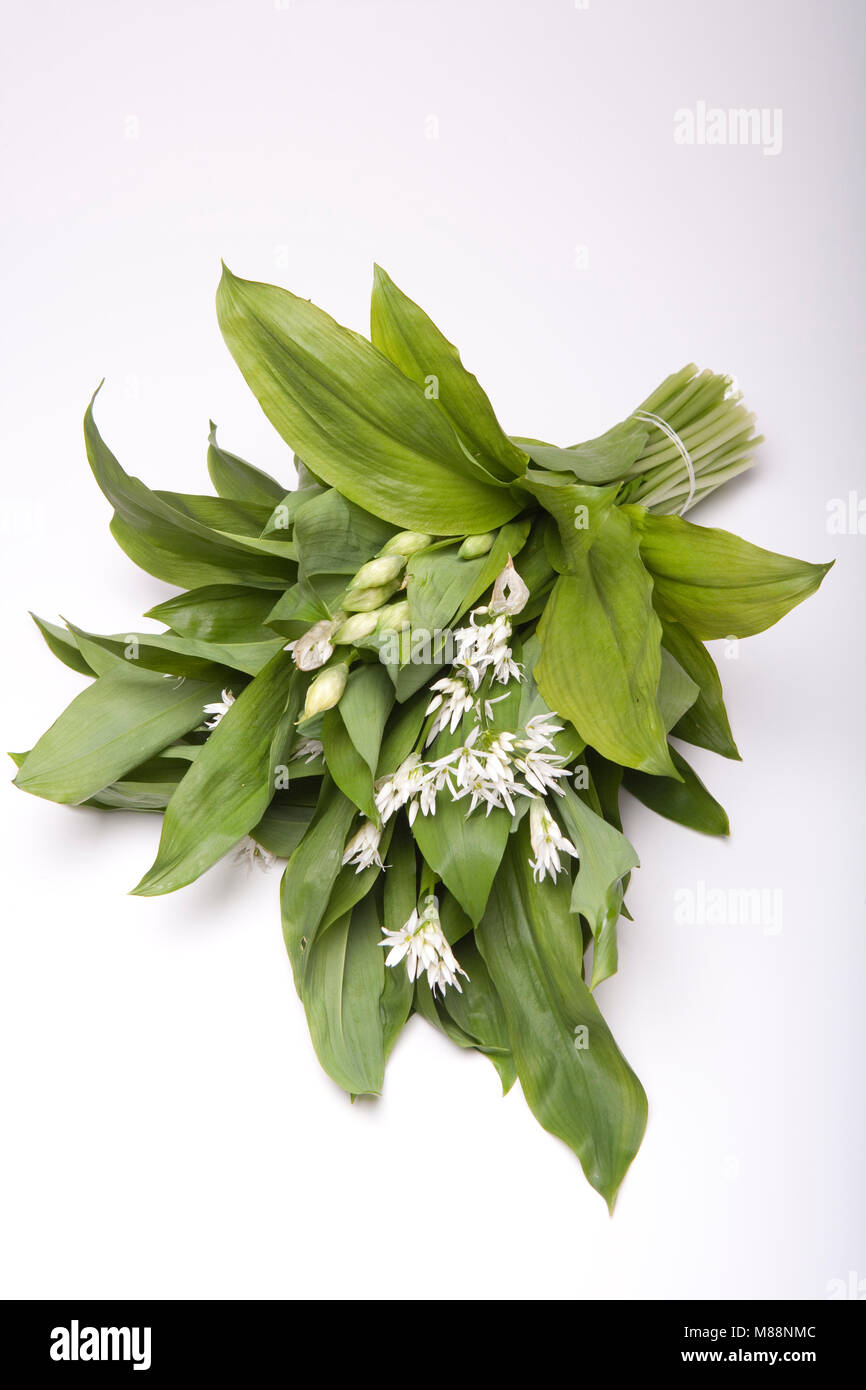 Un mazzetto di aglio selvatico, Allium ursinum, fotografato su uno sfondo bianco. Il Dorset England Regno Unito GB Foto Stock