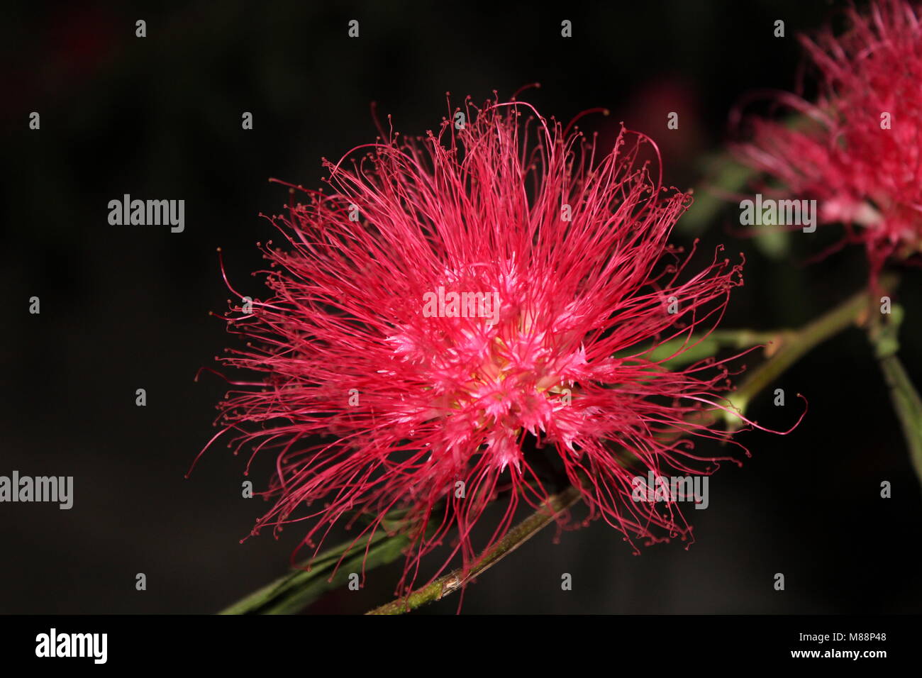 fiore rosso Foto Stock