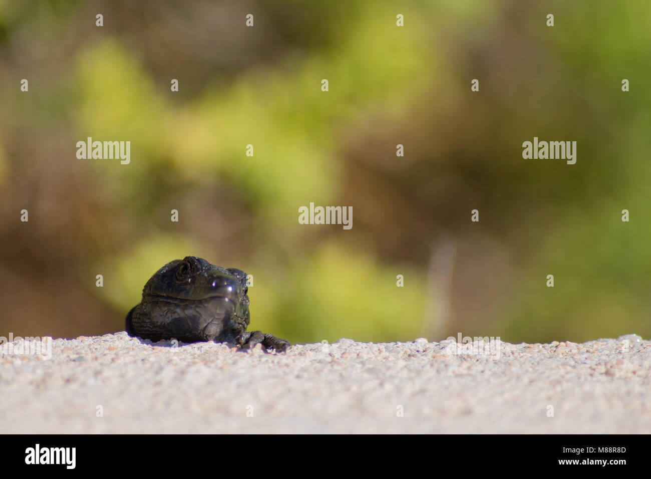 Nera lucertola attaccando un pomodoro da Isla del Aire Foto Stock