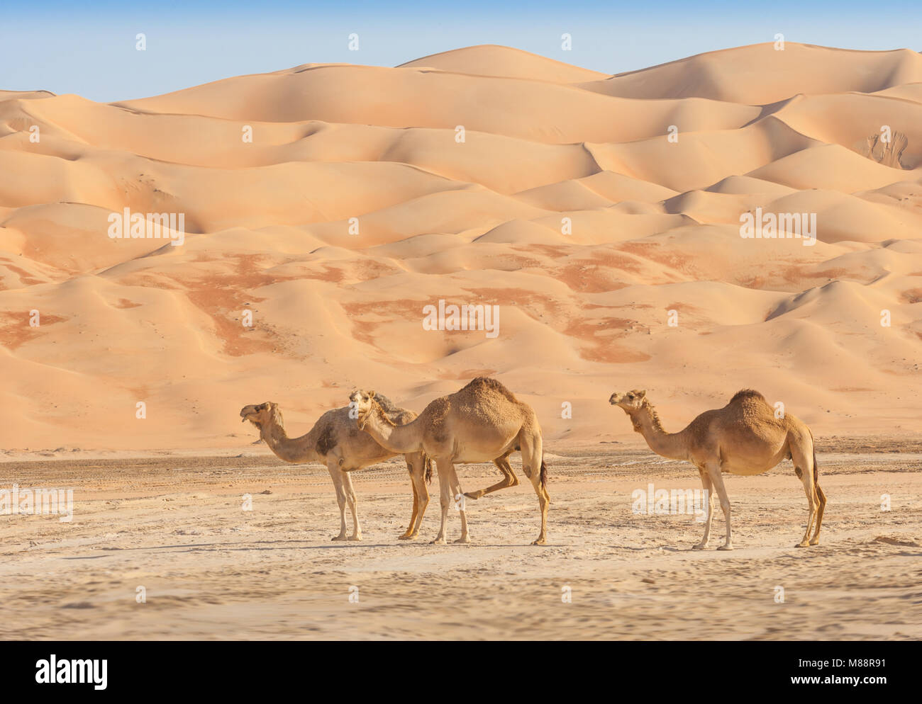 Cammelli nel Rub al Khali o Empty Quarter. A cavallo di Oman, Arabia Saudita, Emirati arabi uniti e Yemen, questo è il più grande deserto di sabbia del mondo. Foto Stock