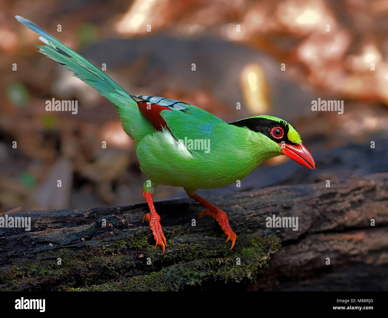 Groene Kitta, verde gazza Foto Stock