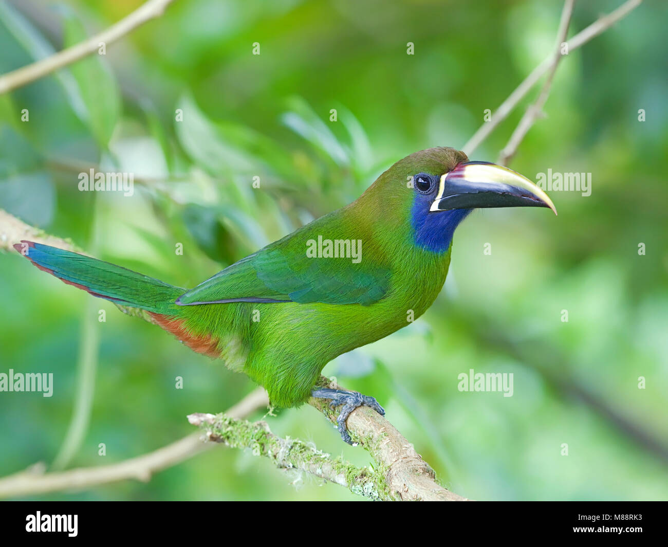 Blauwkeelarassari, Blu-throated Toucanet Foto Stock
