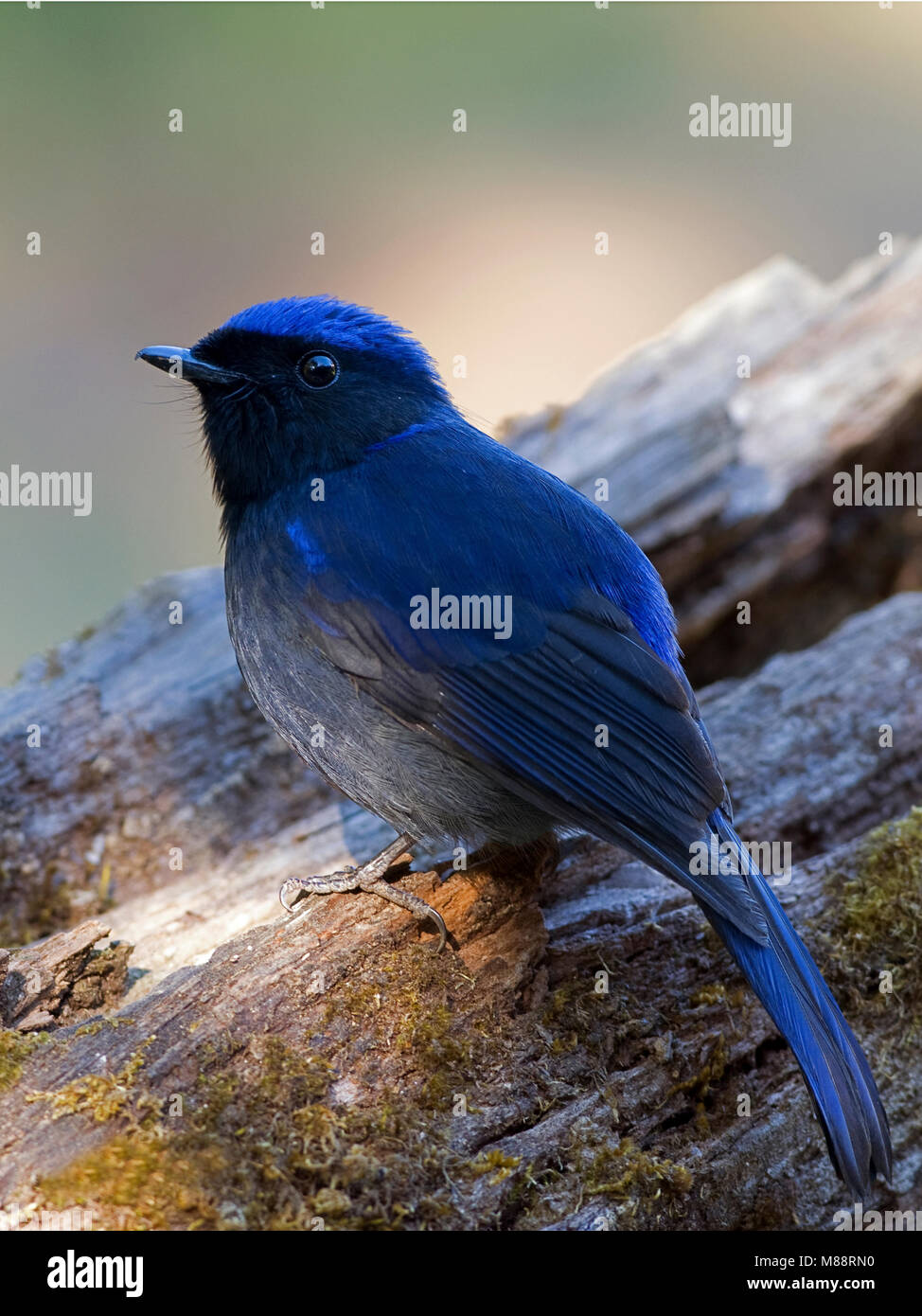 Mannetje Kobaltniltava, maschio grande Niltava Foto Stock