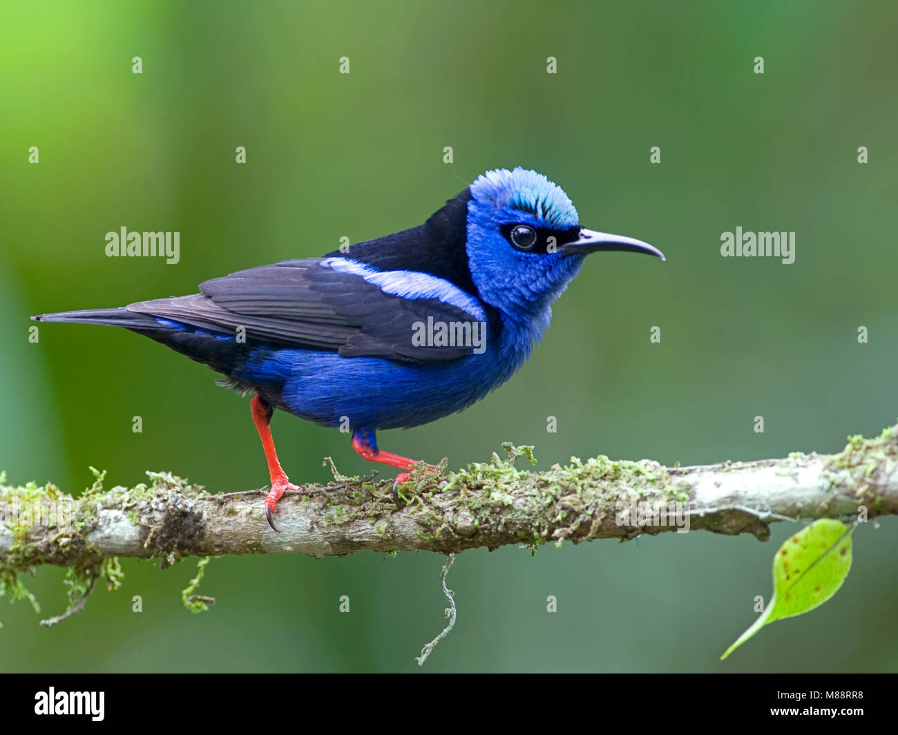Mannetje Blauwe Suikervogel zittend op tak, maschio rosso zampe Honeycreeper appollaiato su un ramo Foto Stock