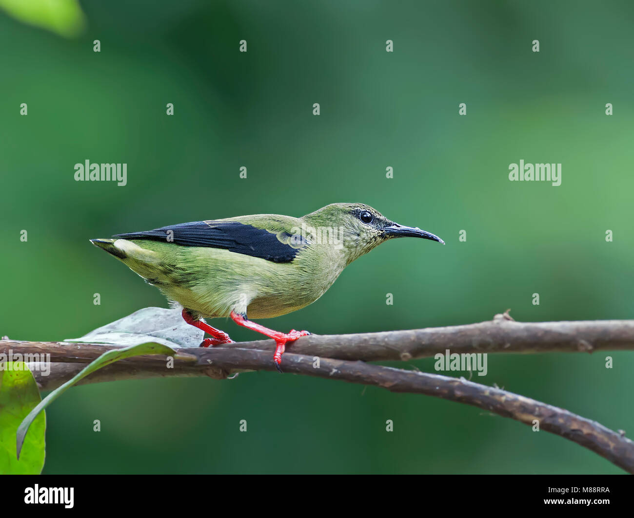 Mannetje Onvolwassen Blauwe Suikervogel zittend op tak, immaturi maschio rosso zampe Honeycreeper appollaiato su un ramo Foto Stock
