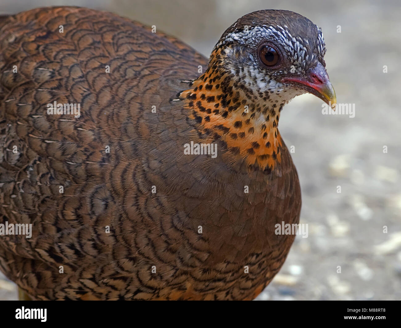 Groenpoot-bospatrijs close-up, squamosa-breasted Partridge close-up Foto Stock