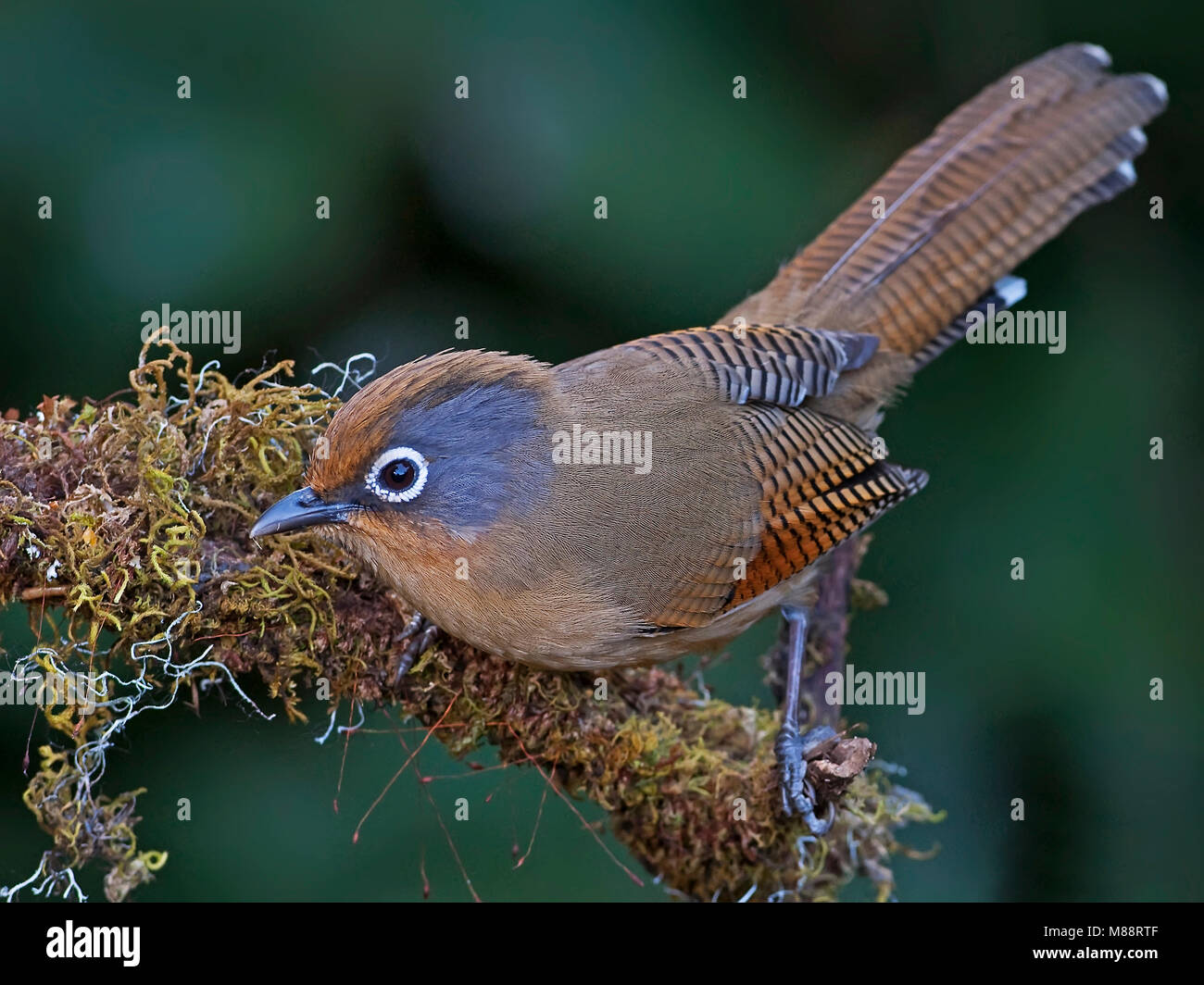 Brilstreepvleugel op tak, Spectacled Barwing sul ramo Foto Stock