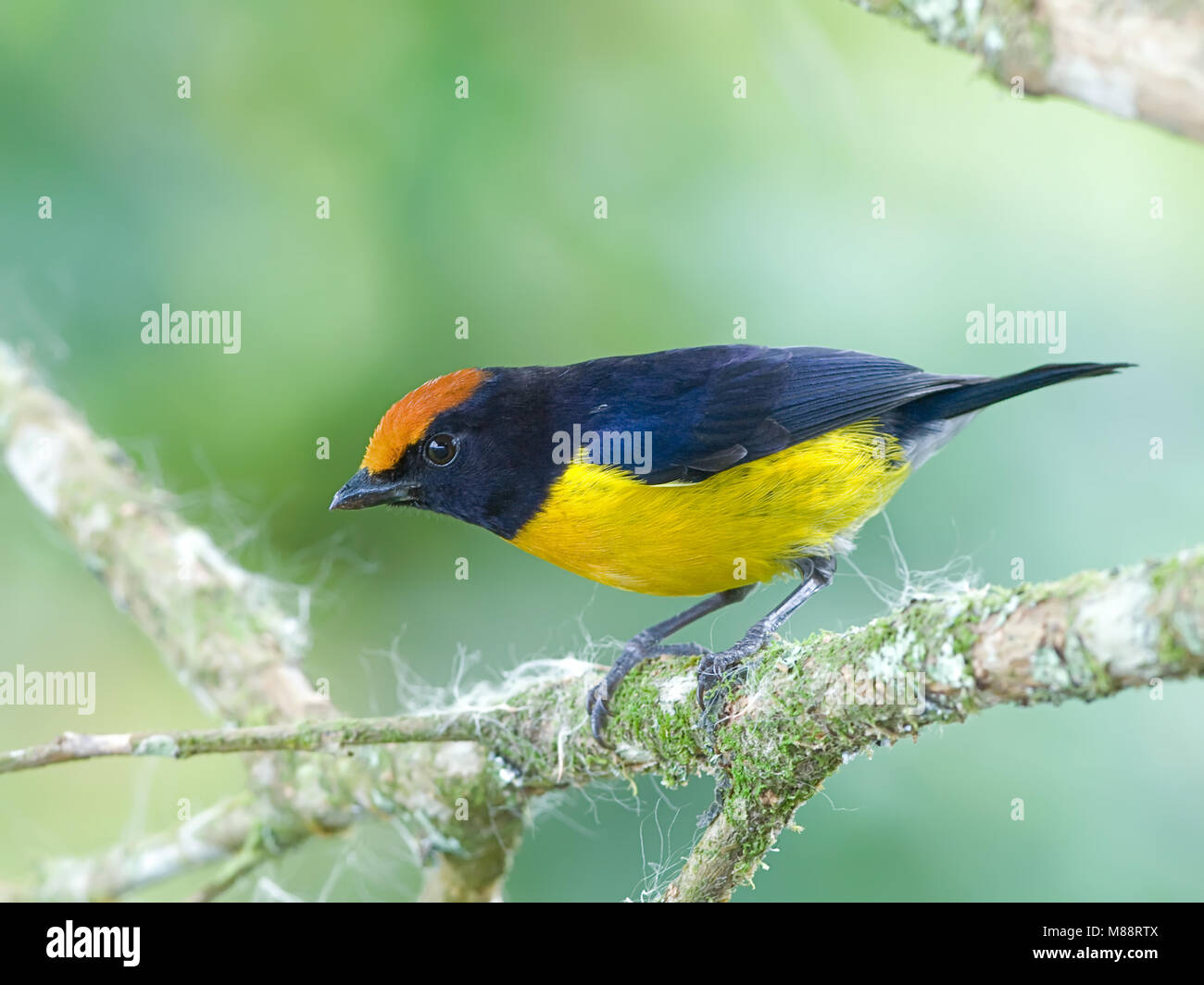 Mannetje Bruinkaporganist, maschio bruno-capped Euphonia Foto Stock