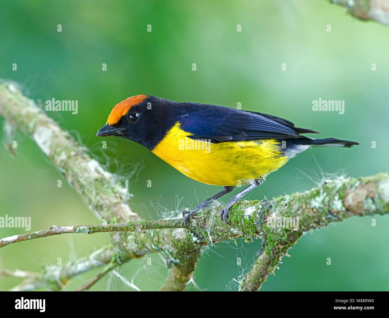 Mannetje Bruinkaporganist, maschio bruno-capped Euphonia Foto Stock