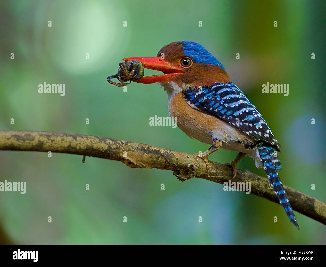 Mannetje Zebraijsvogel incontrato prooi op tak , maschio nastrare Kingfisher sul ramo con la preda Foto Stock