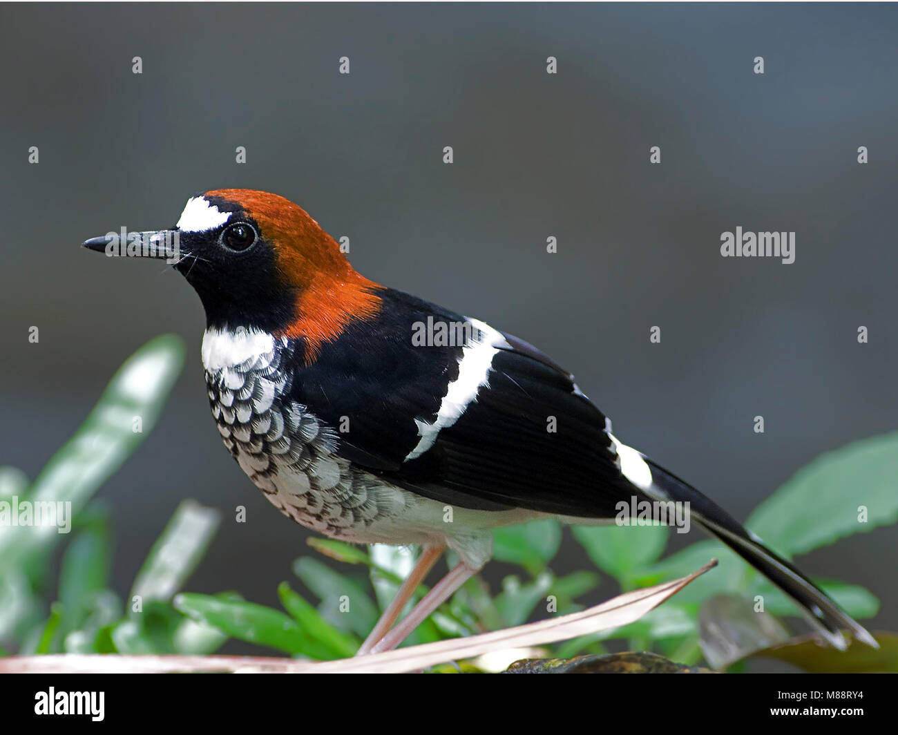 Roodkapvorkstaart zittend, Castagno-naped Forktail appollaiato Foto Stock