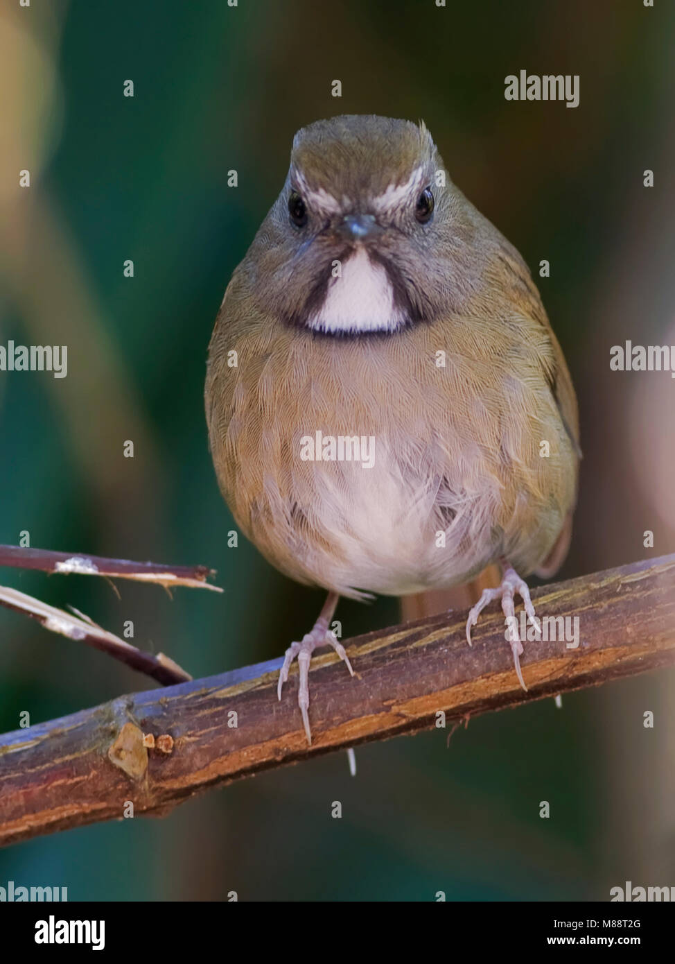 Witbefvliegenvanger zittend op tak, bianco-gorgeted Flycatcher appollaiato su un ramo Foto Stock