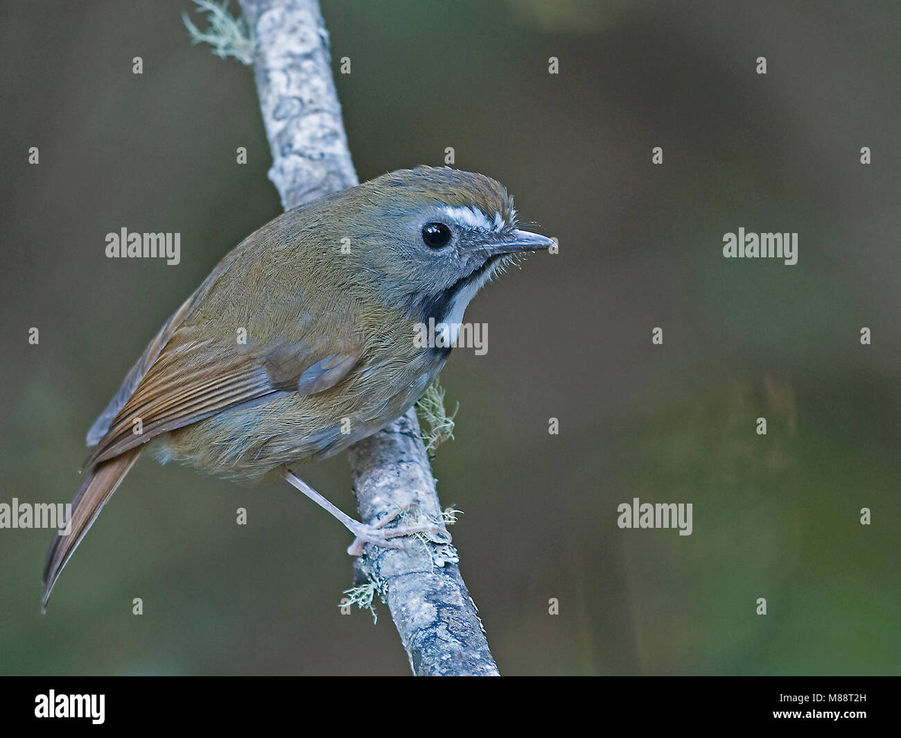Witbefvliegenvanger zittend op tak, bianco-gorgeted Flycatcher appollaiato su un ramo Foto Stock