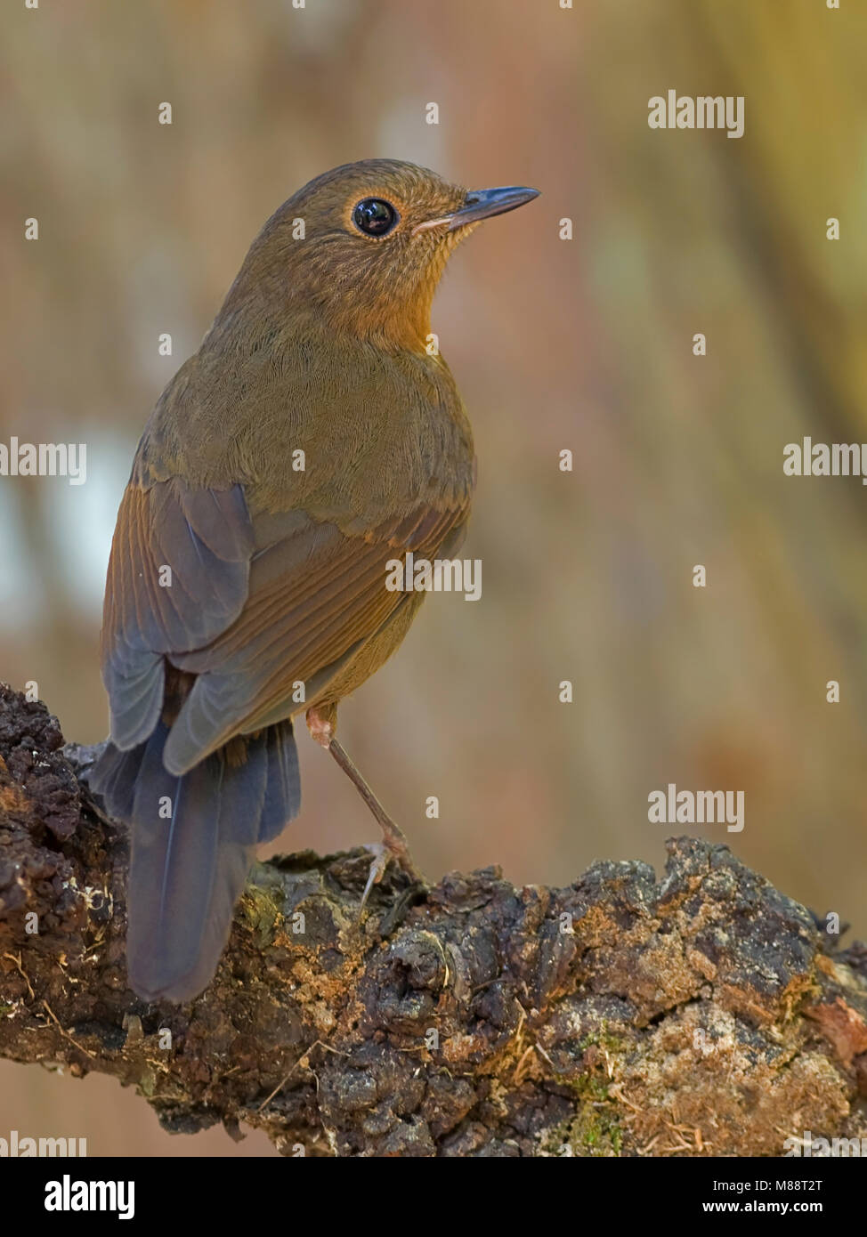 Vrouwtje Witstaart-callene, femmina bianco-tailed Robin Foto Stock