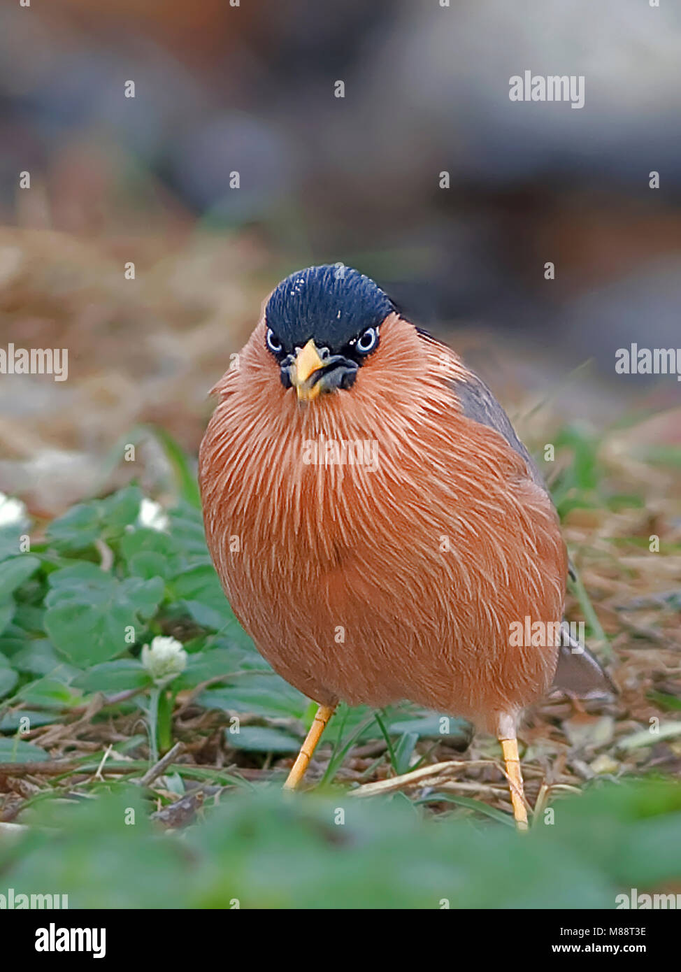 Pagodespreeuw, Brahminy Starling, Sturnia pagodarum Foto Stock