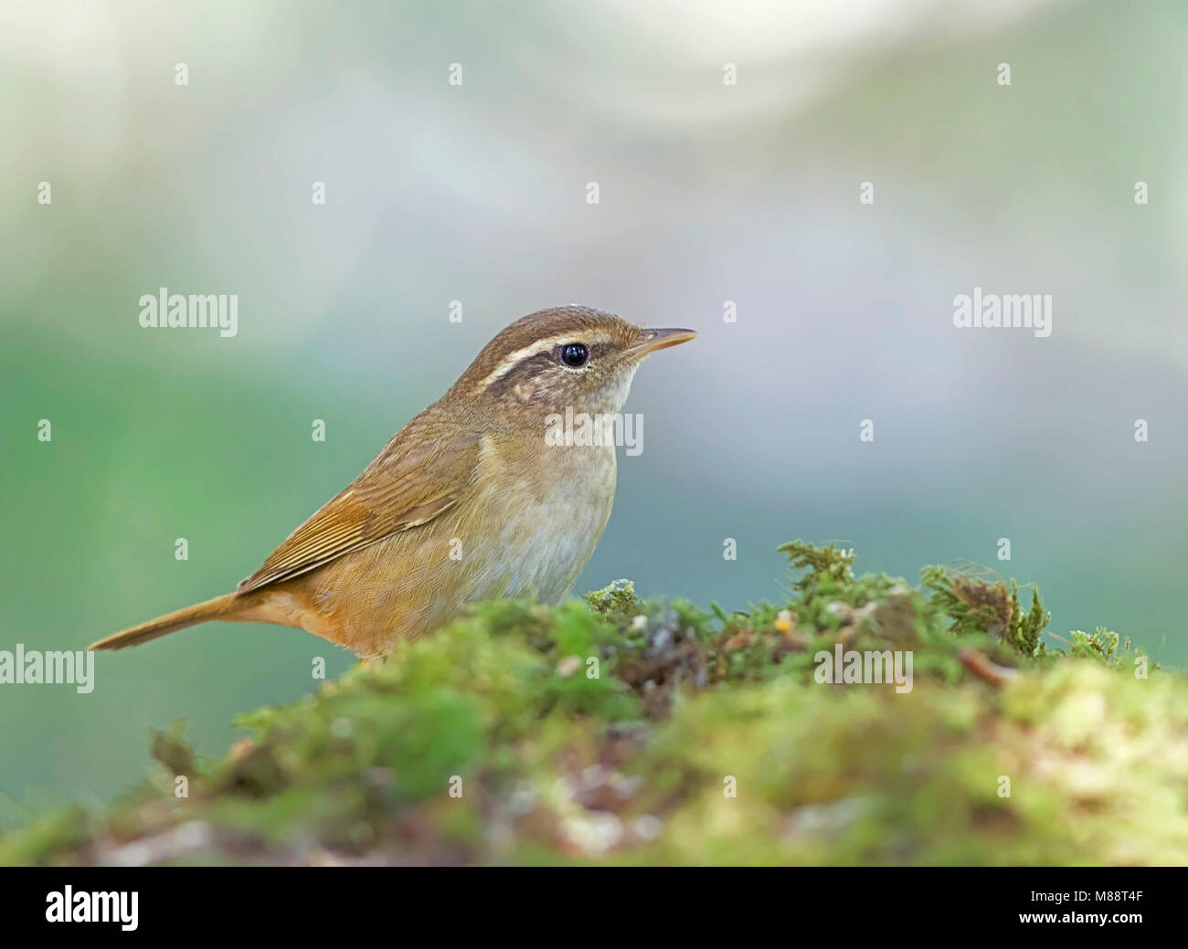 Raddes Boszanger, Radde il trillo, Phylloscopus schwarzi Foto Stock