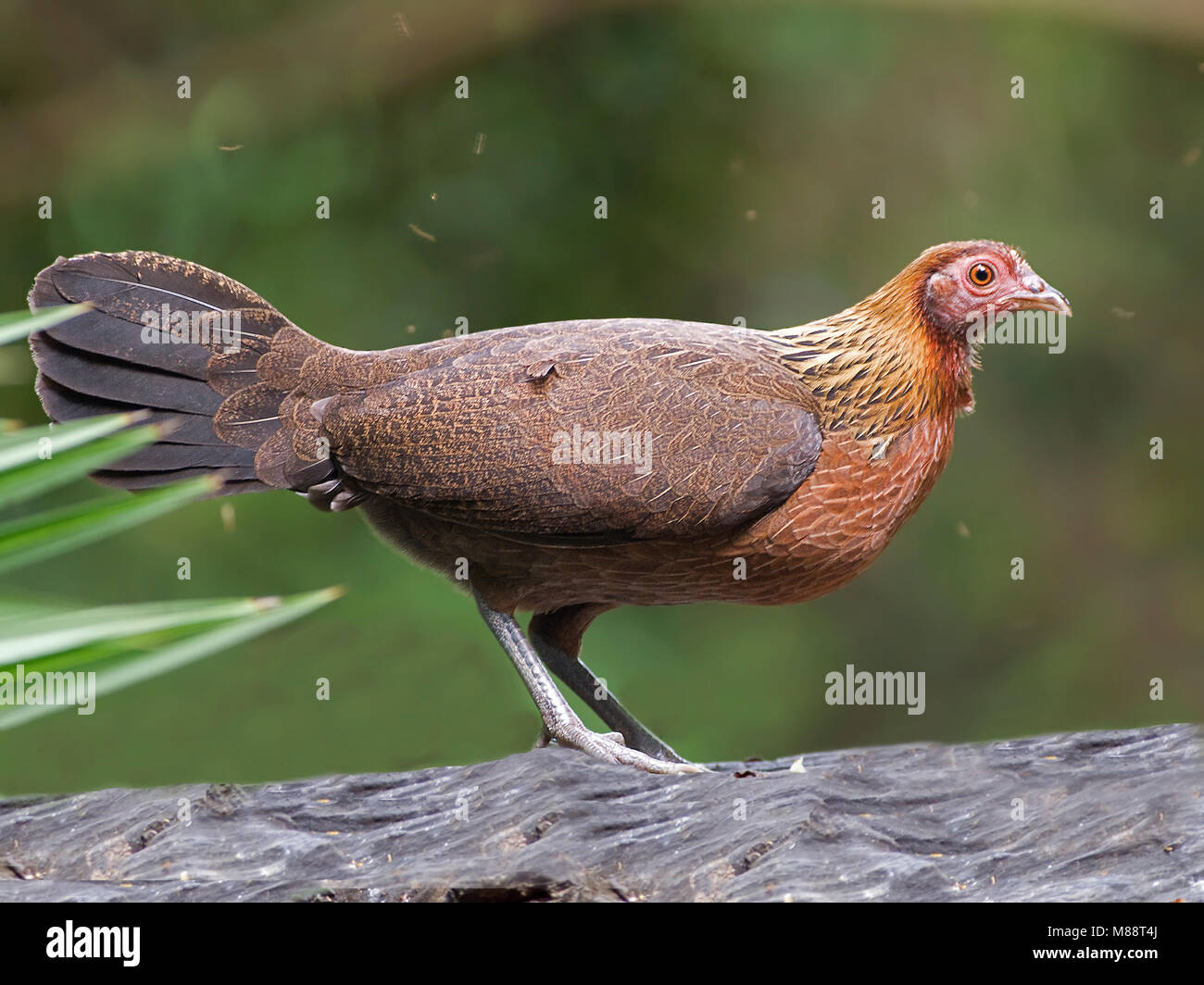 Bankivahoen, Red Junglefowl, Gallus Gallus gallus Foto Stock