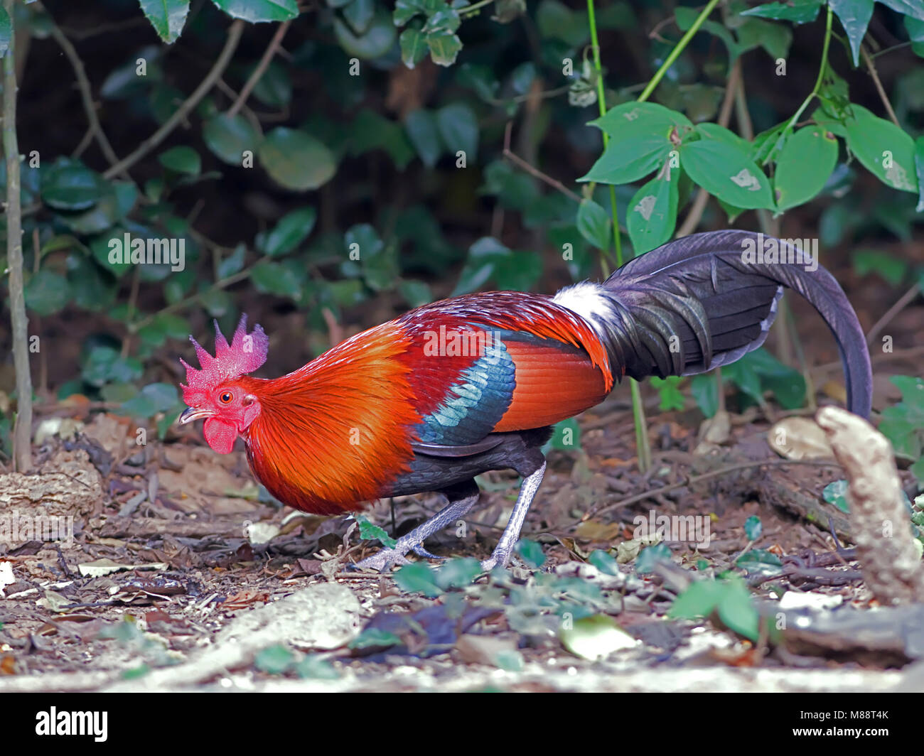 Bankivahoen, Red Junglefowl, Gallus Gallus gallus Foto Stock