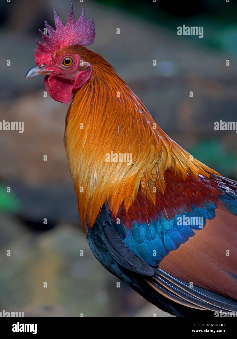 Bankivahoen, Red Junglefowl, Gallus Gallus gallus Foto Stock