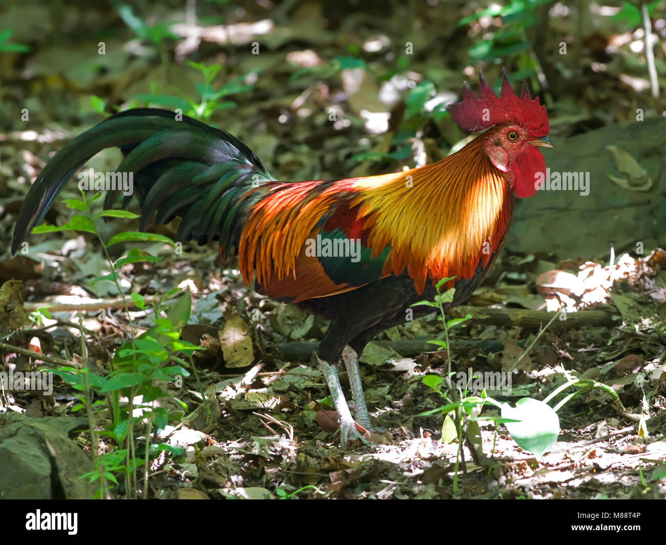 Bankivahoen, Red Junglefowl, Gallus Gallus gallus Foto Stock